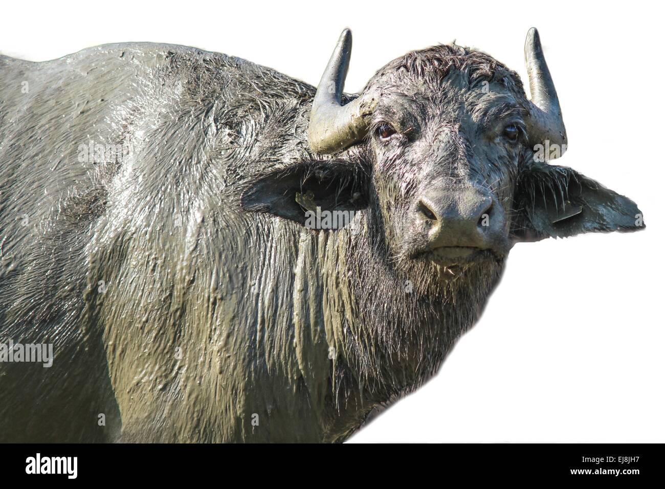 buffalo portrait isolated Stock Photo