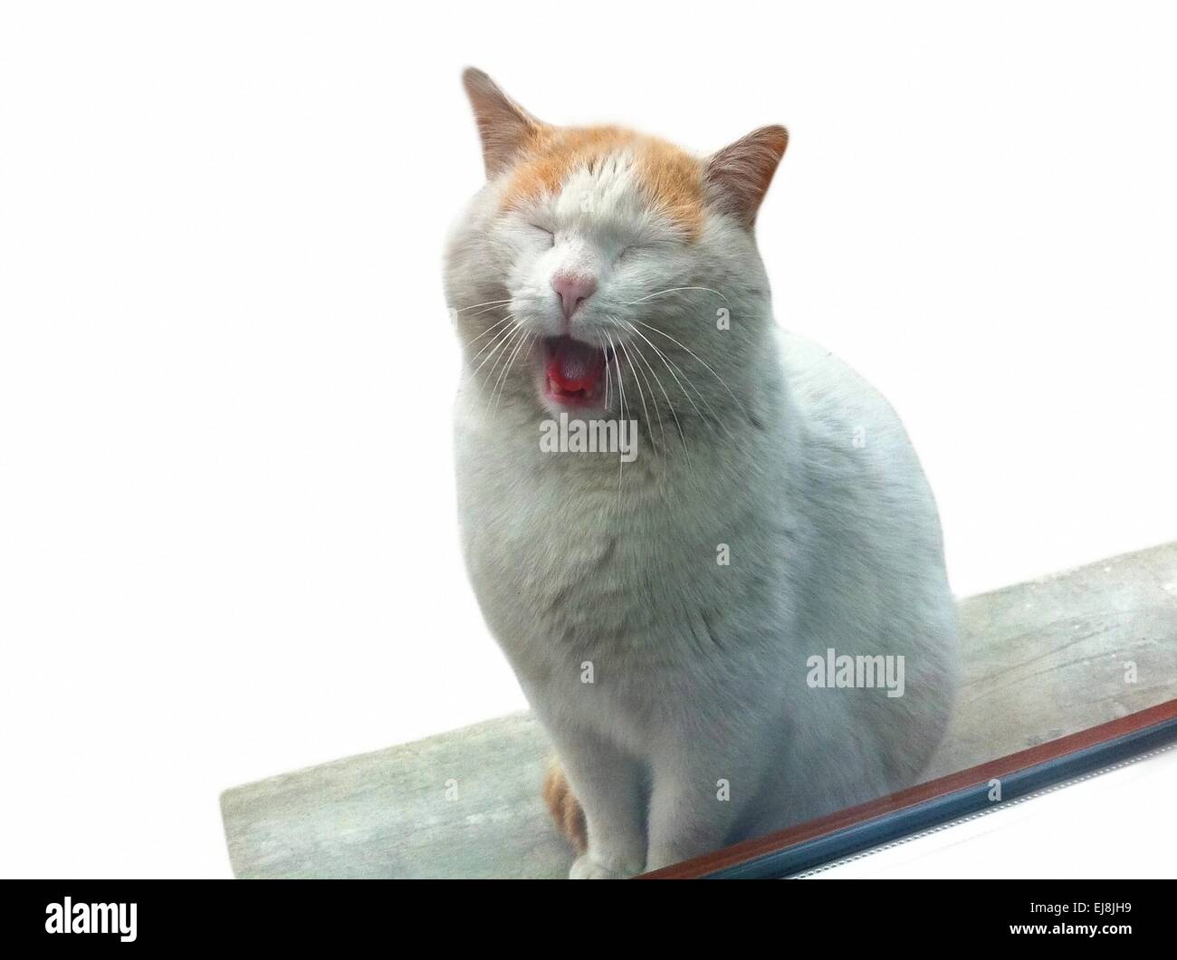 Cute yawning domestic cat Stock Photo