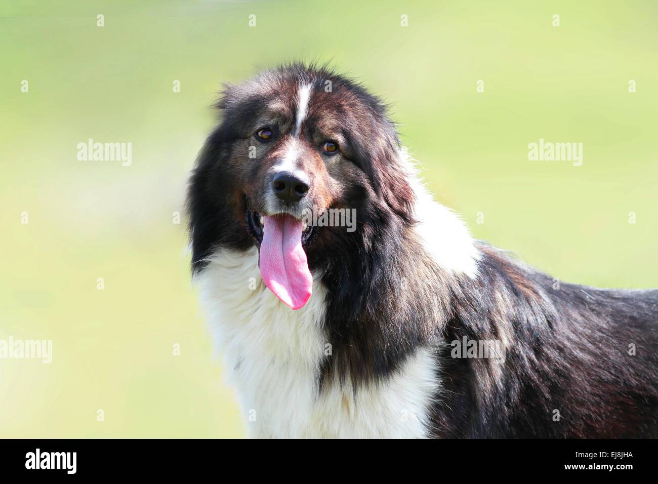 Cute domestic dog sticking out its tongue Stock Photo