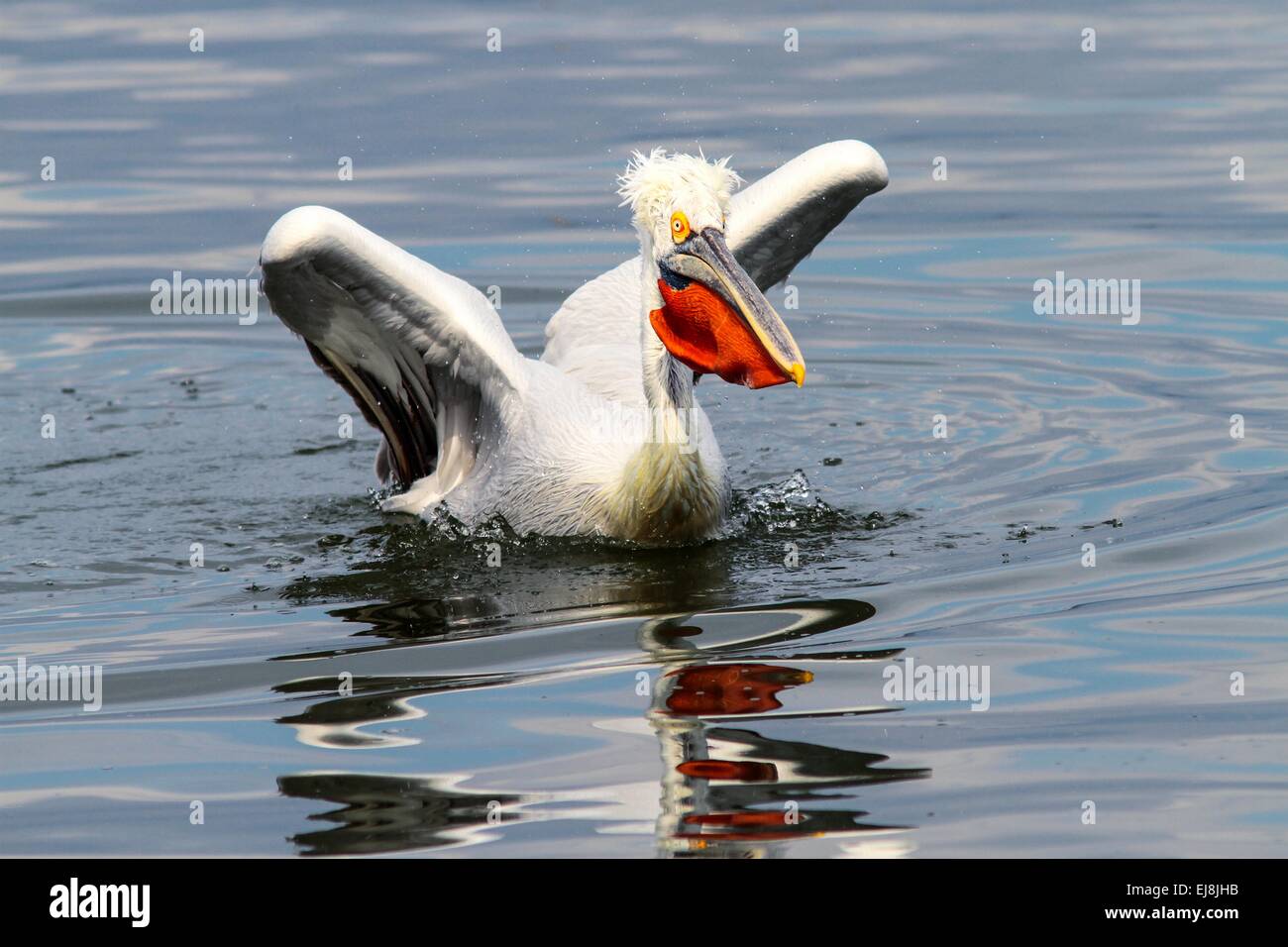 Curious pelican swimming Stock Photo