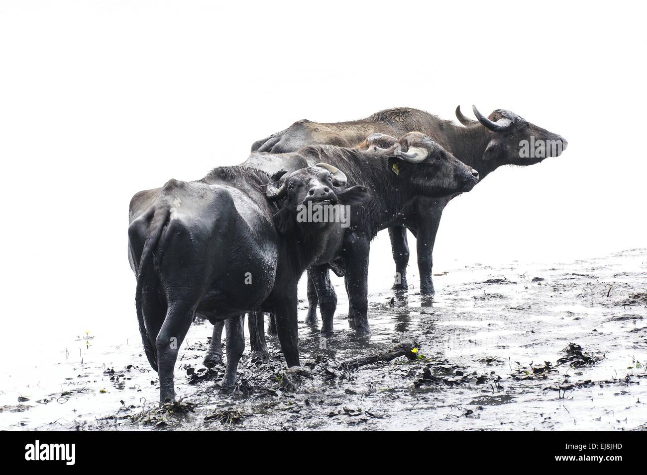 buffalos in the mud Stock Photo