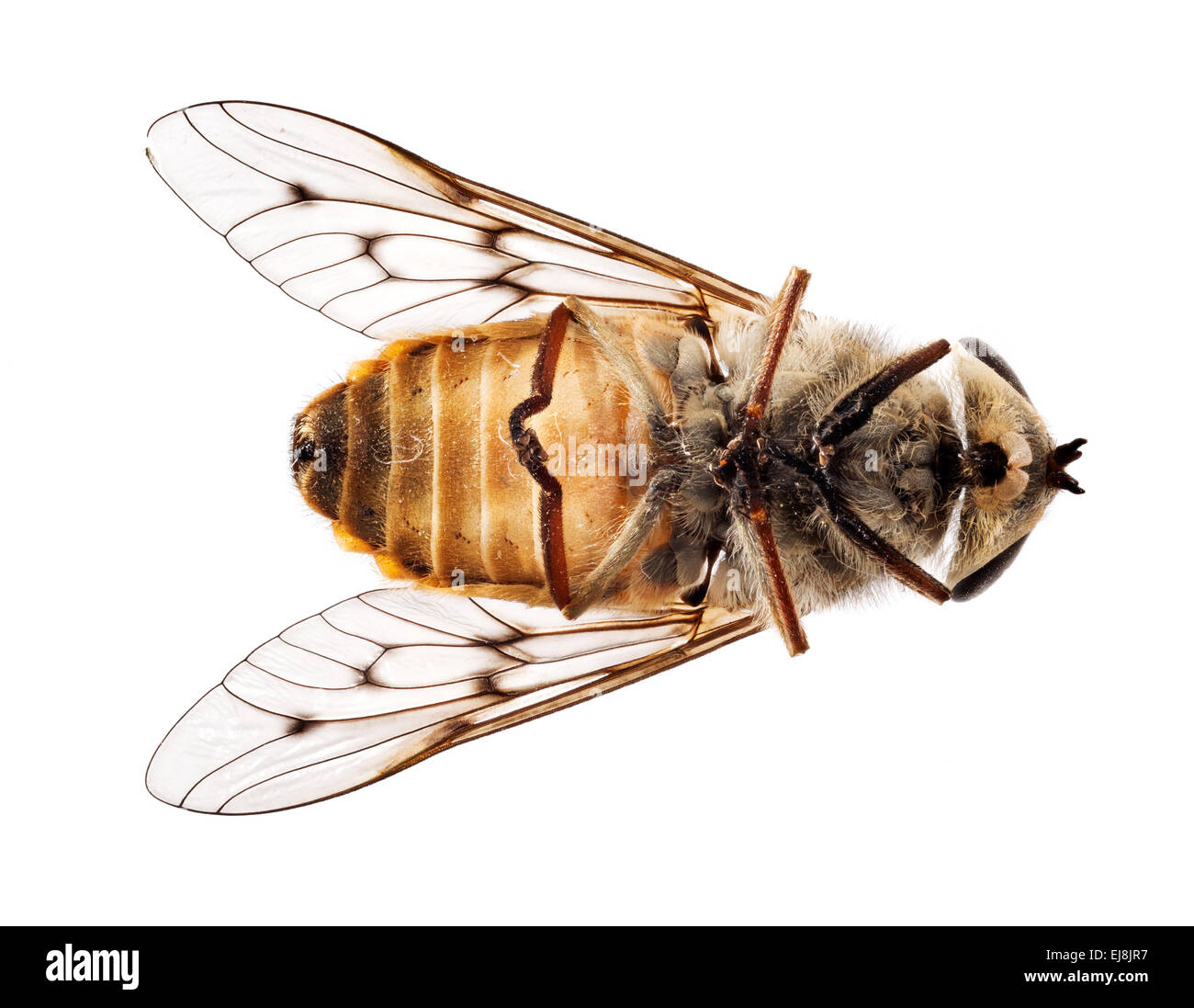 Dead bee or fly lying on back in macro Stock Photo