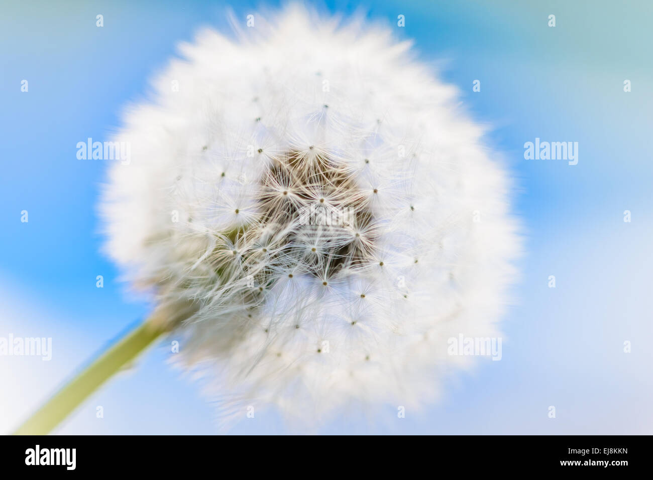 Big dandelion head Stock Photo - Alamy