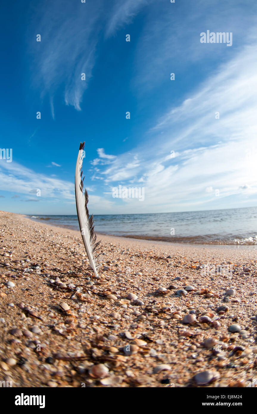 Beach feather. Stock Photo