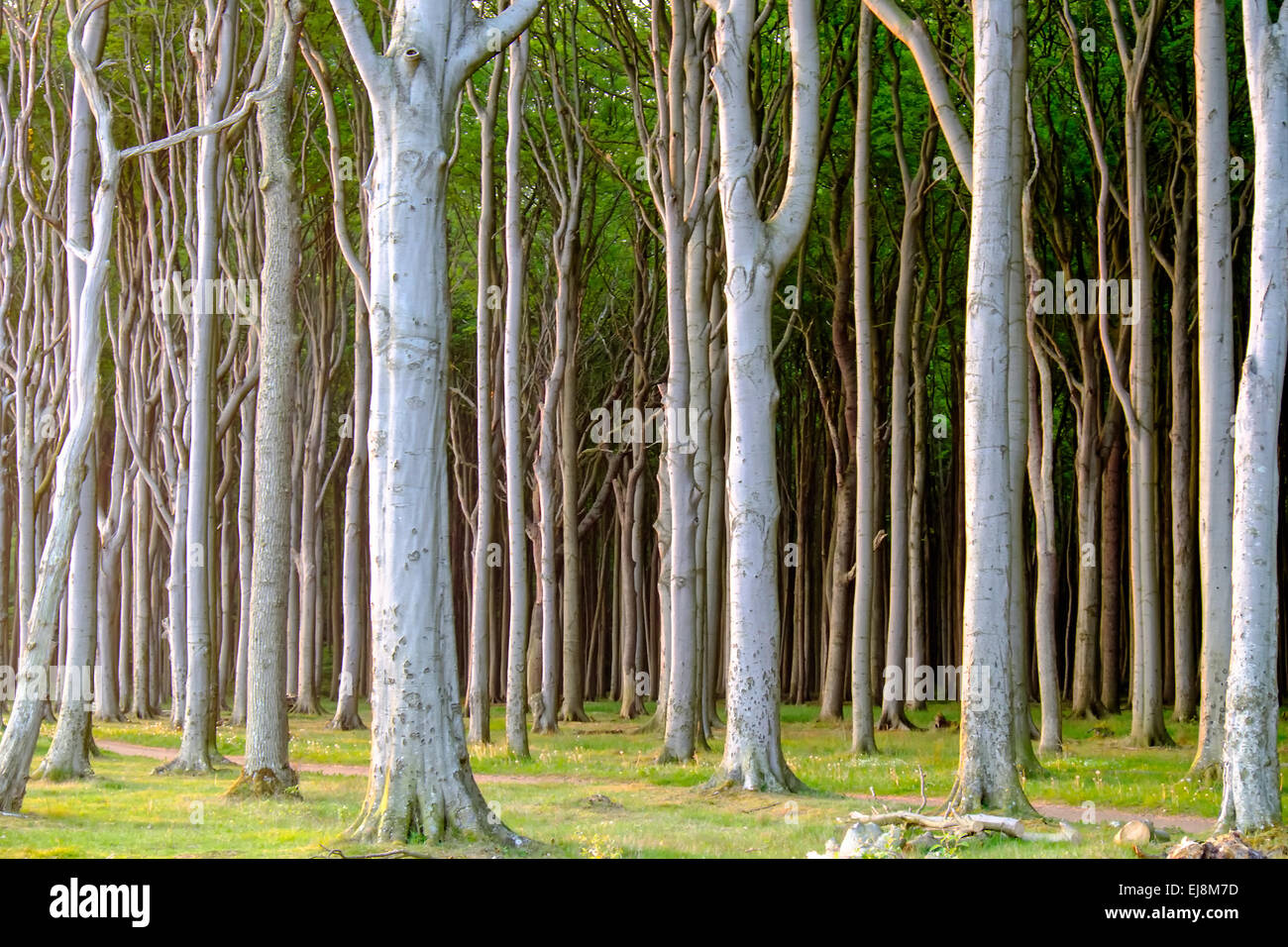 Haunted beech tree forest Stock Photo