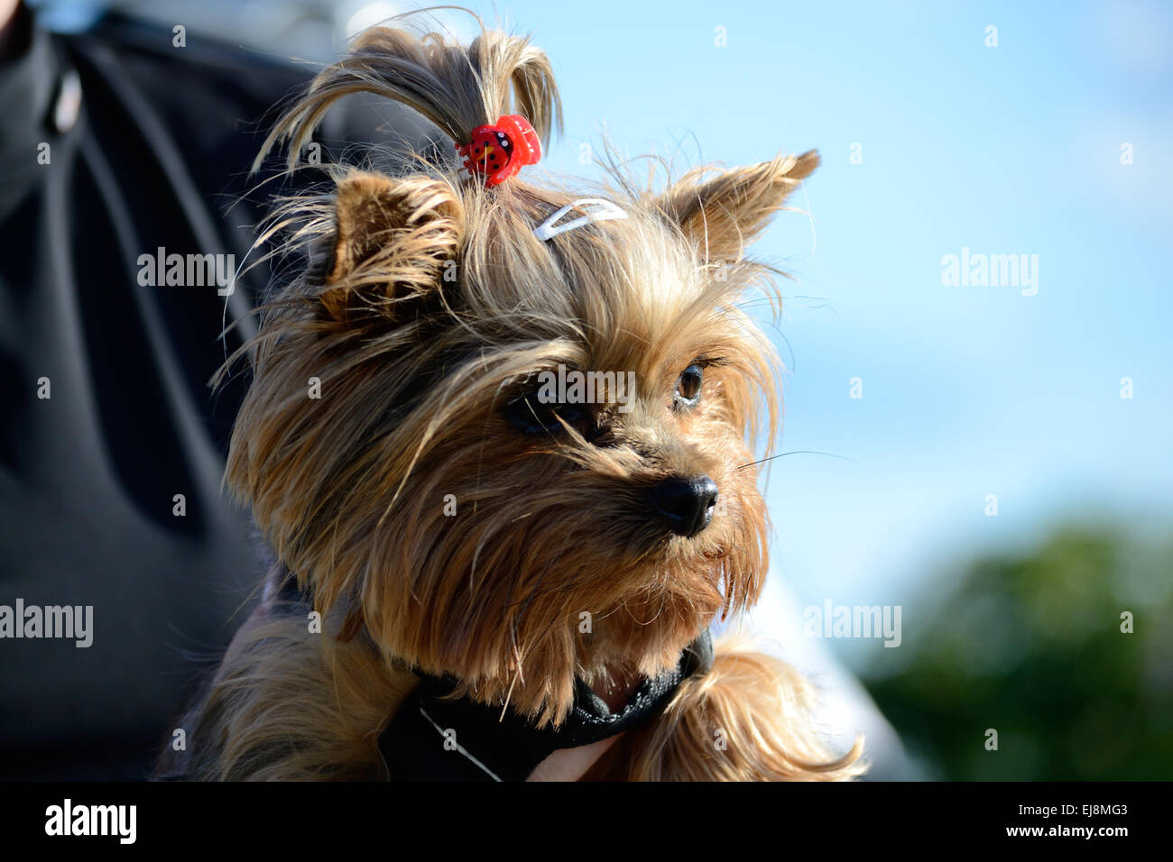 small brown dog - Yorkshire Terrier Stock Photo