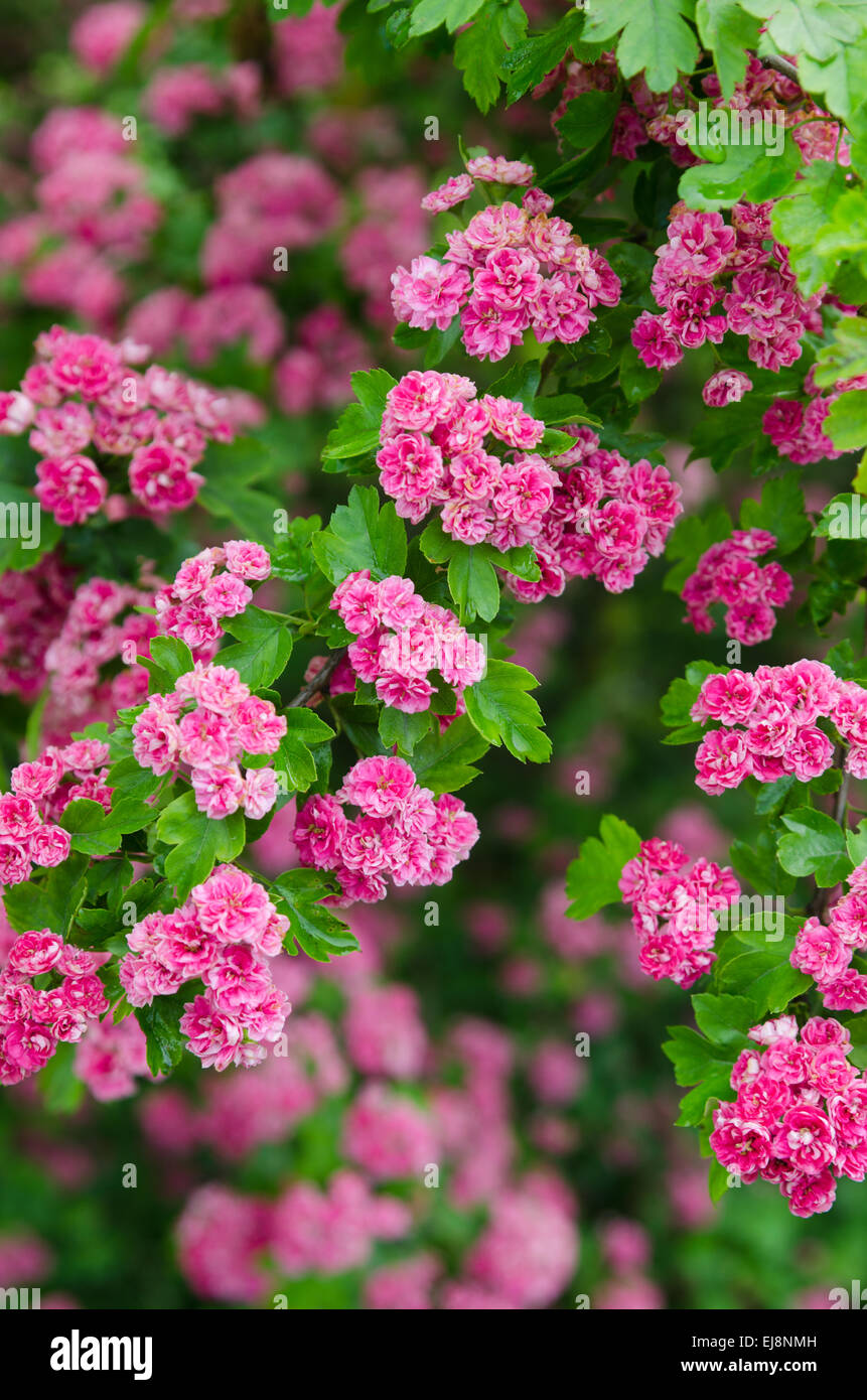Blossoming hawthorn , close-up Stock Photo