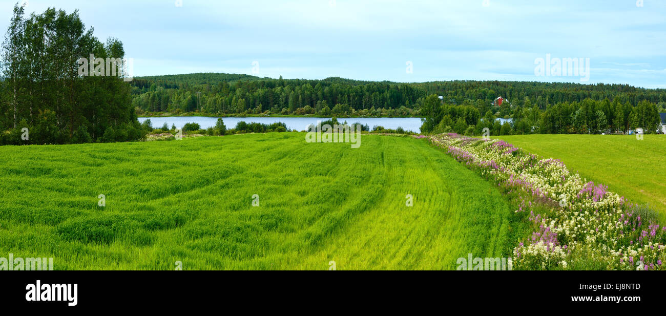Summer country landscape with flowers. Stock Photo