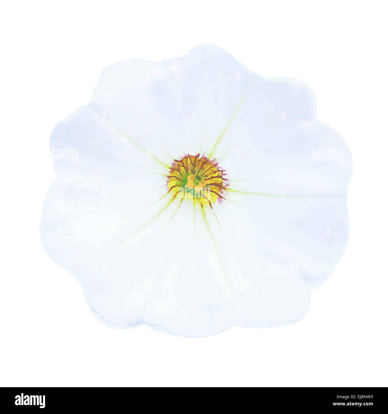 PETUNIA CUT main image 1
