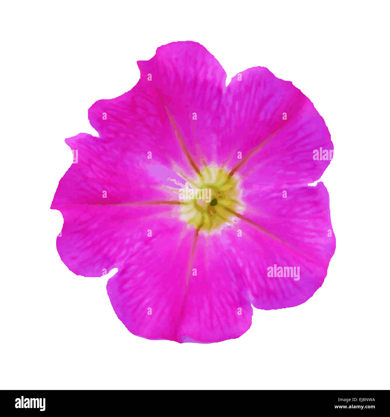 PETUNIA CUT main image 0