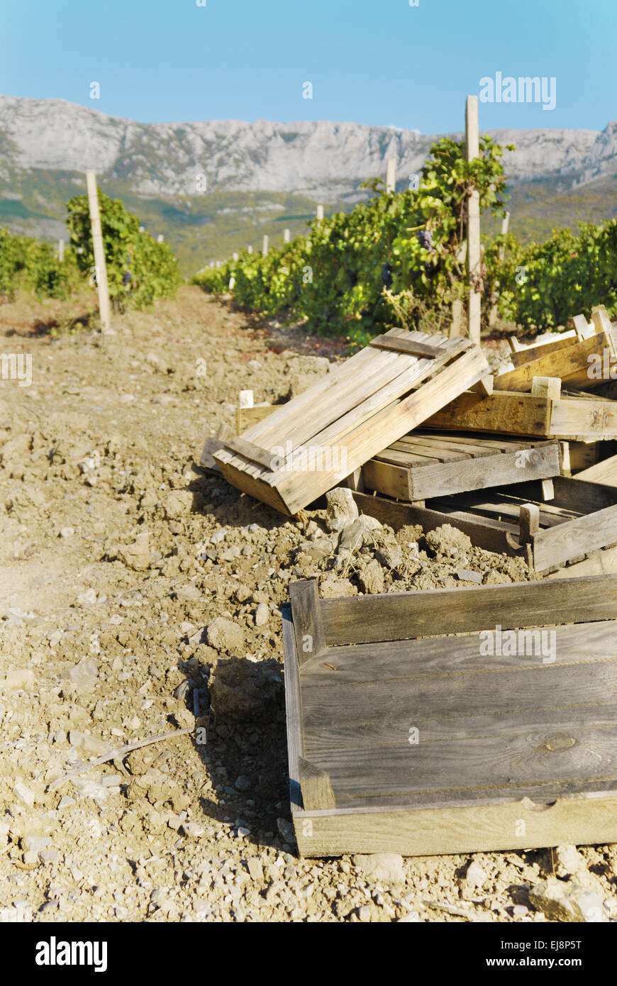 Empty boxes for grapes Stock Photo - Alamy