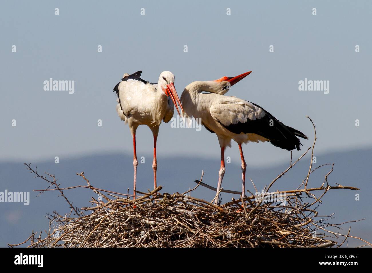 A couple of storks standing on their nest Stock Photo