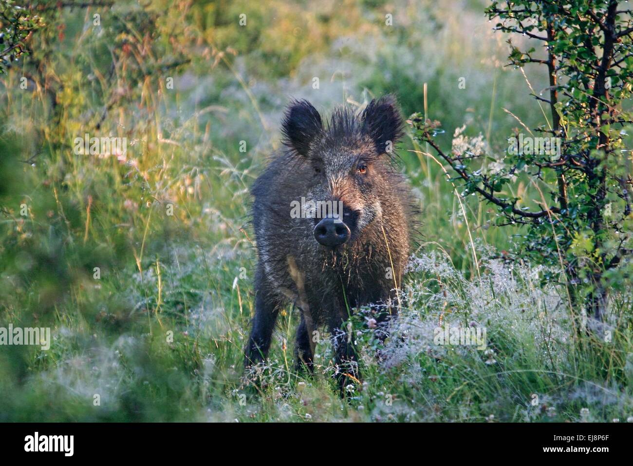 Wild boar in the morning Stock Photo