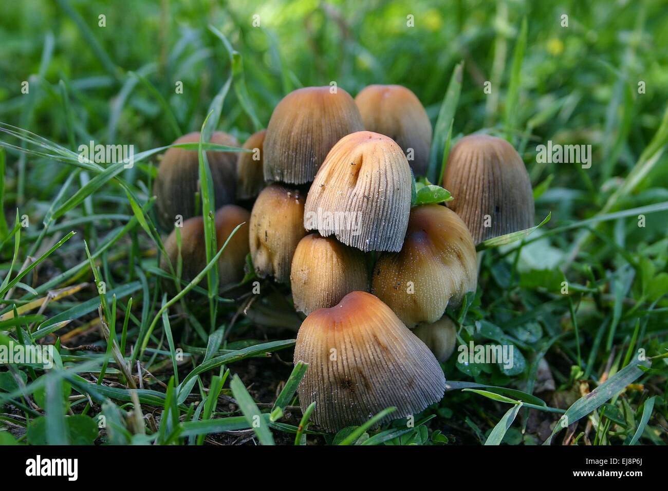 Mushrooms in the grass macro Stock Photo