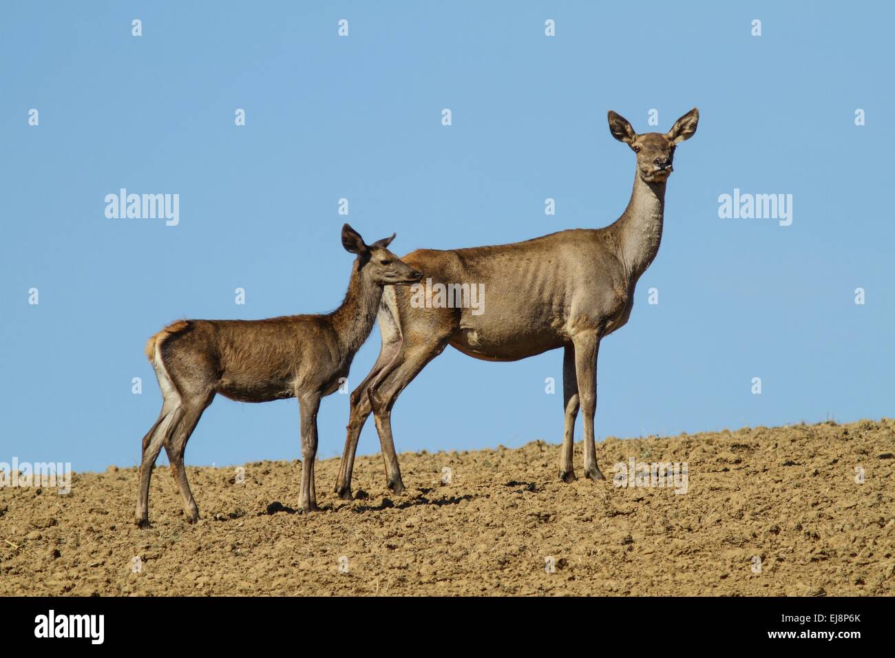deer and its little standing Stock Photo