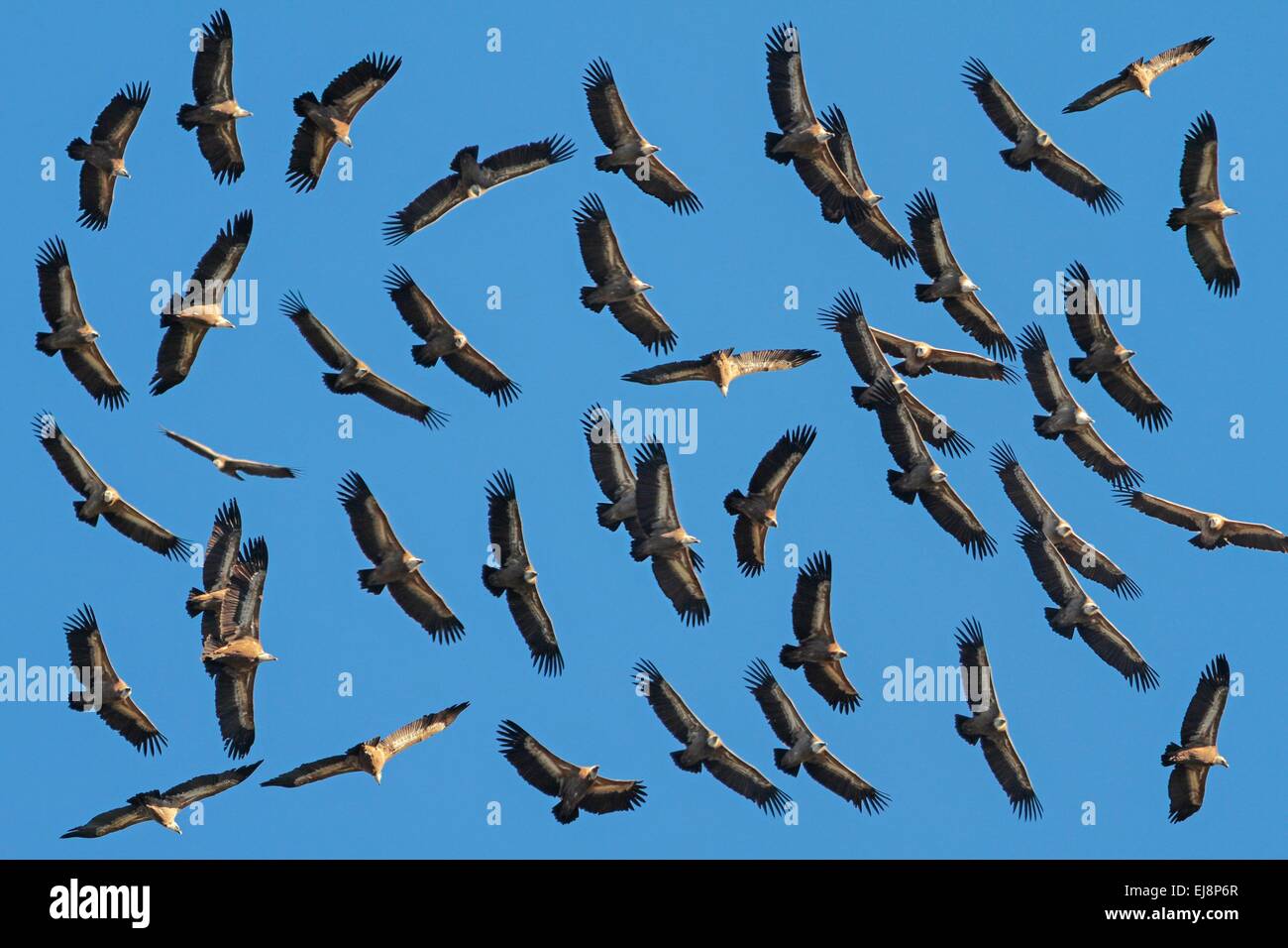 Vultures scattered flying in the blue sky Stock Photo