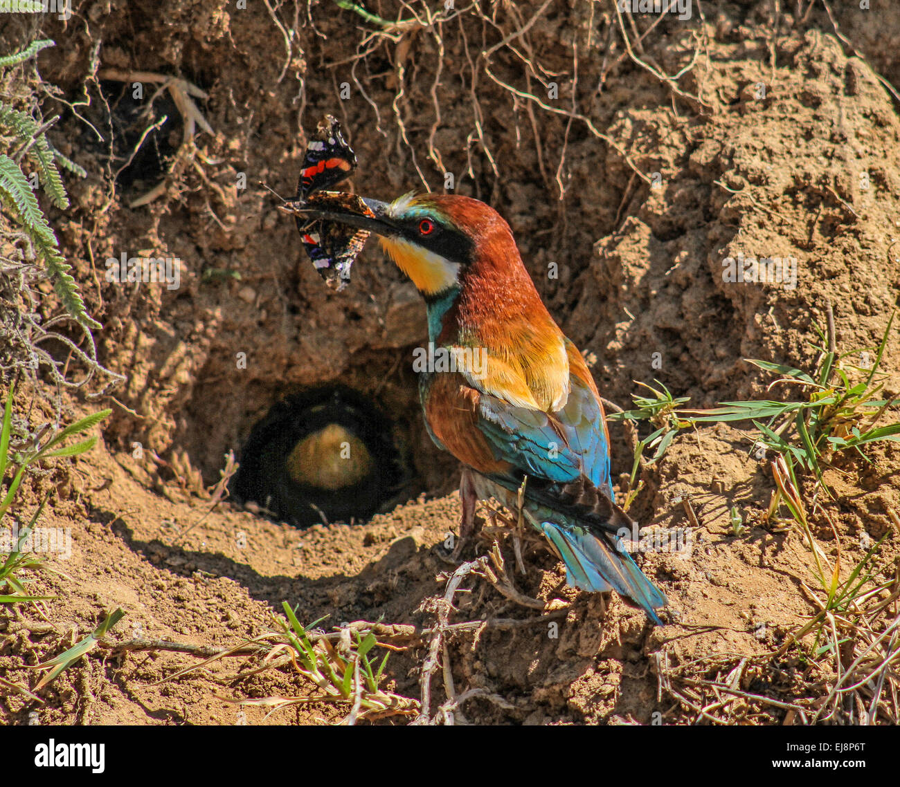 Bee-eater holding a butterfly in its beak Stock Photo
