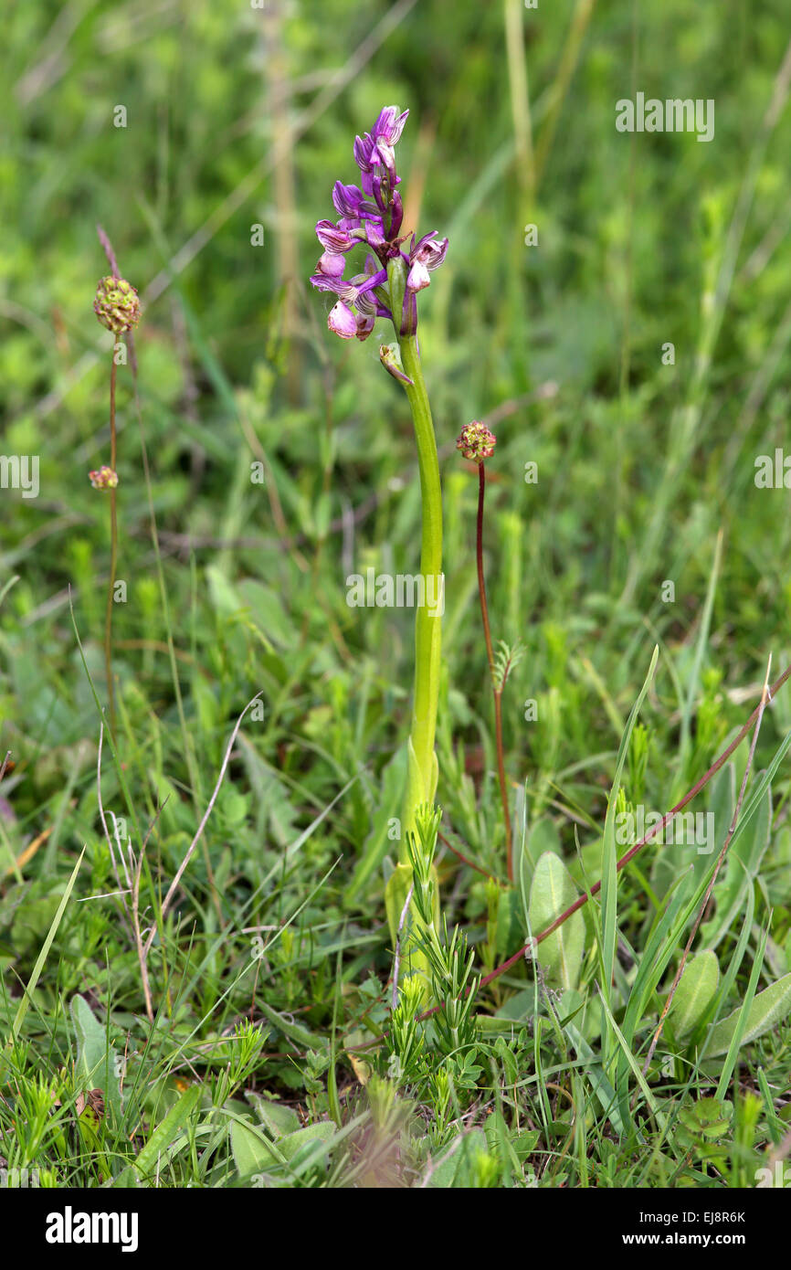 Green-winged orchid, Orchis morio Stock Photo
