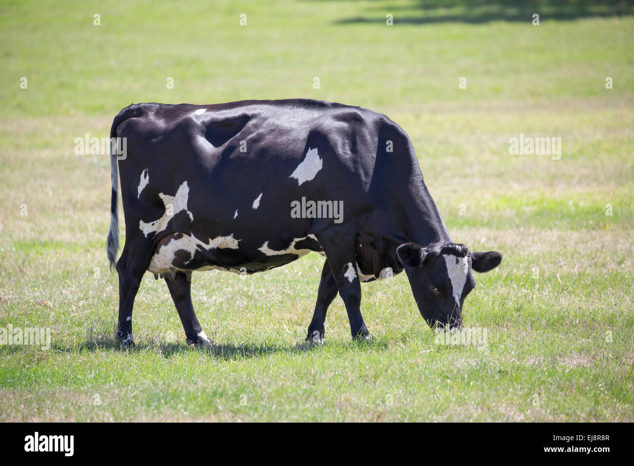 Grazing cow Stock Photo