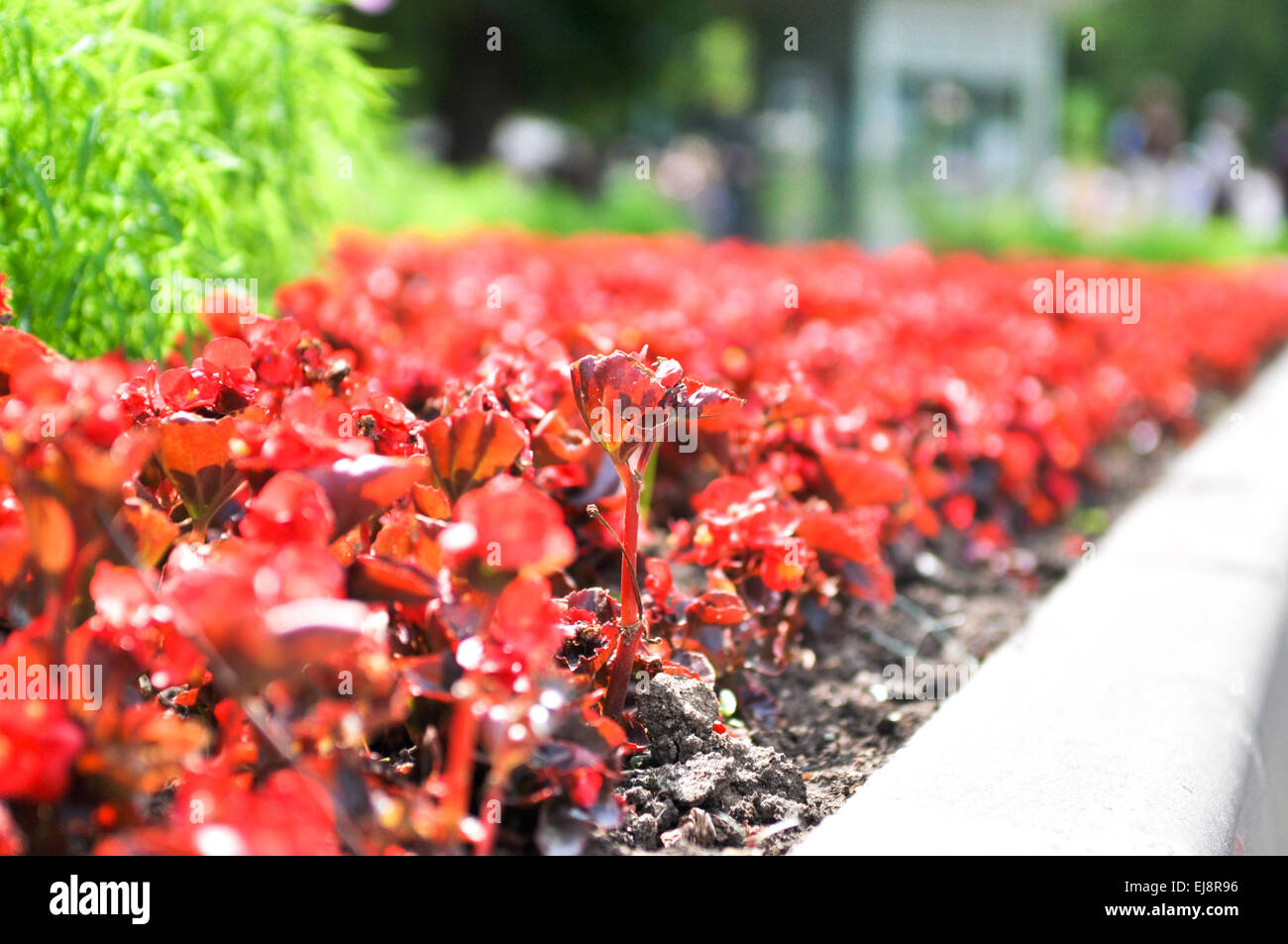 the flowerbed of a lot red flowers Stock Photo - Alamy