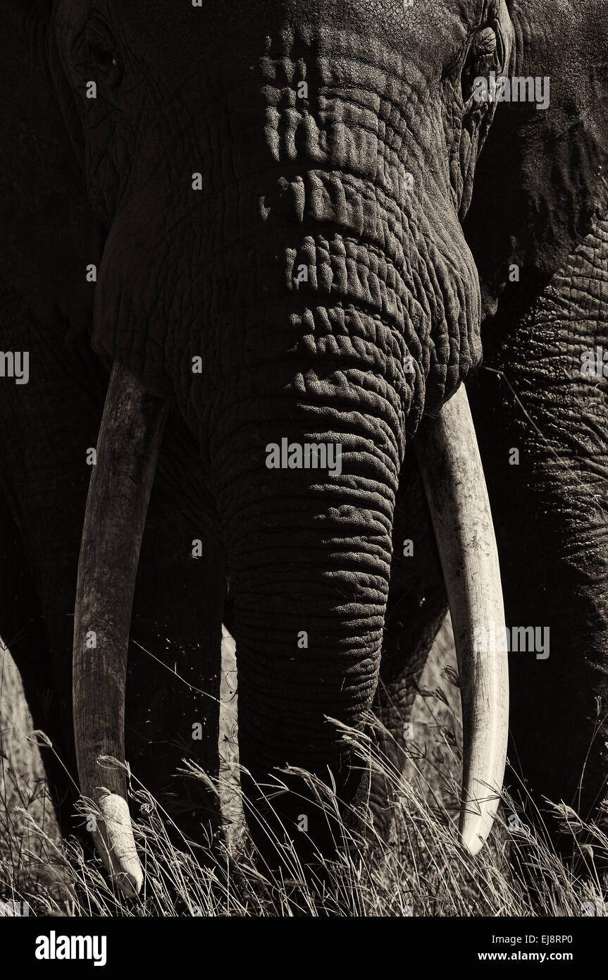 Big five south africa black and white hires stock photography and images Alamy