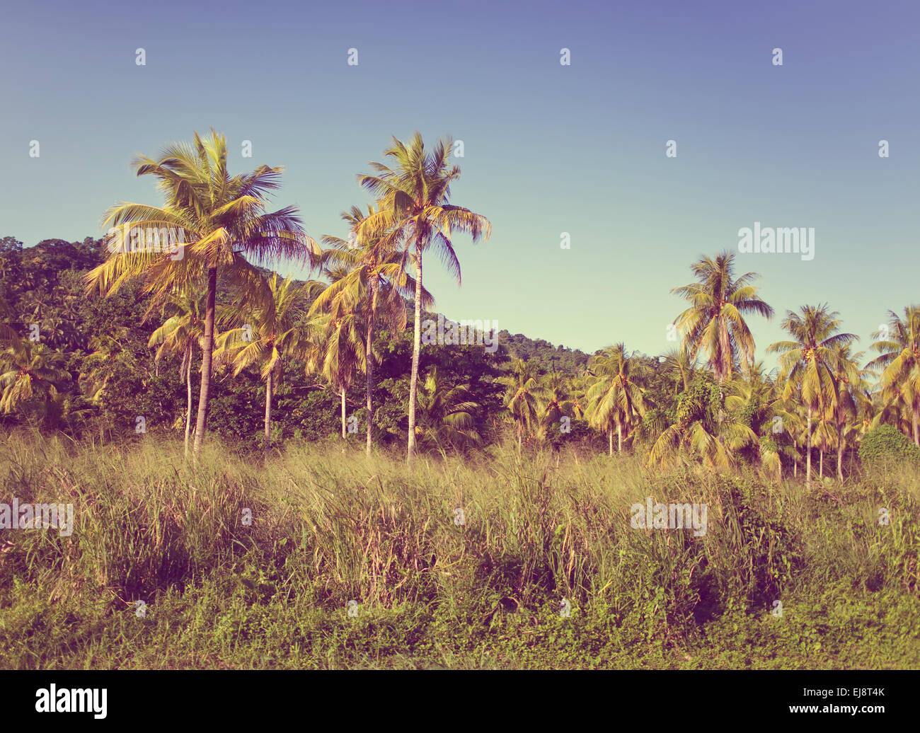 Vibrant green palm trees hi-res stock photography and images - Alamy