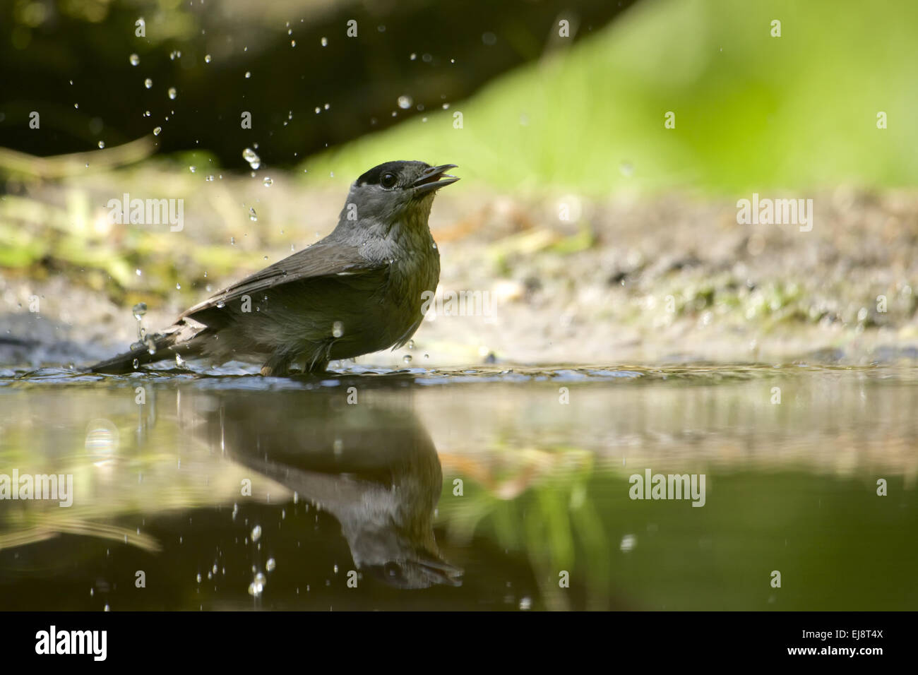 Blackcap Stock Photo