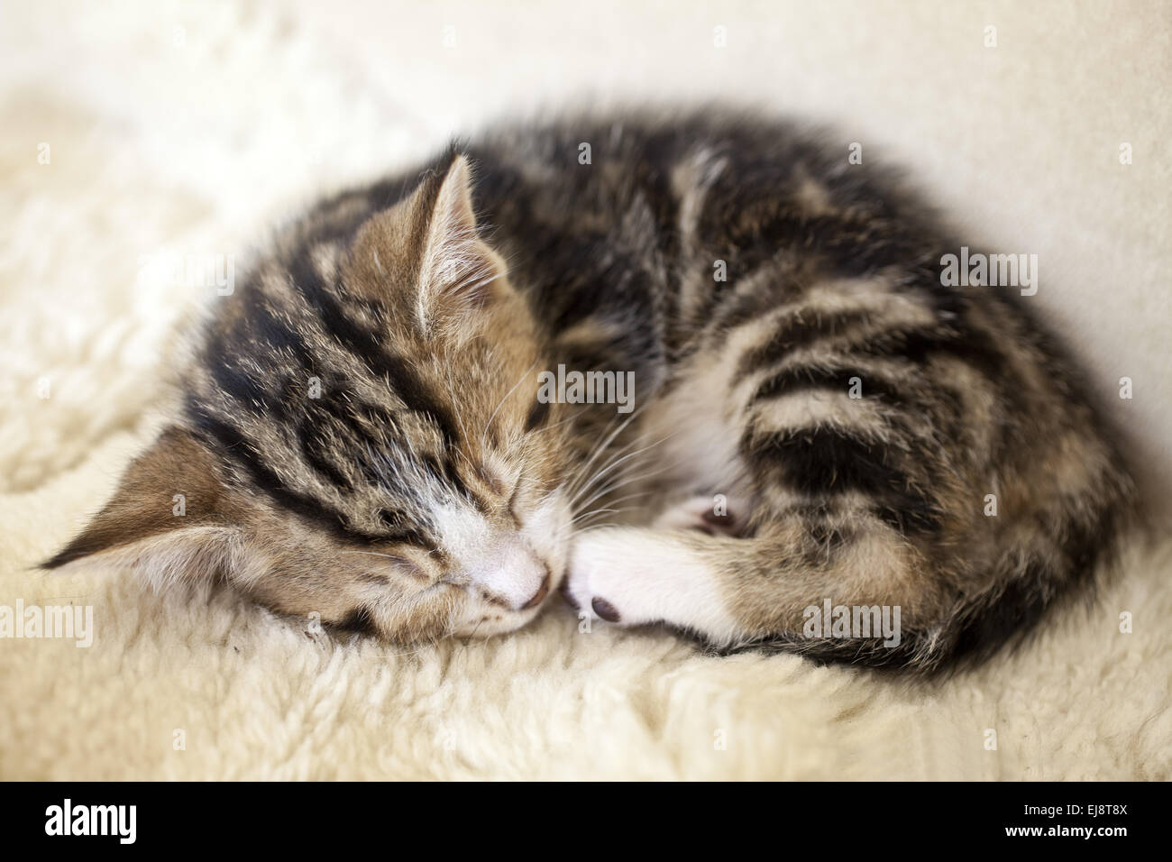 A Sleeping kitten Stock Photo - Alamy
