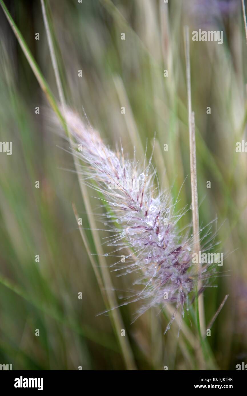 Fauna and flora hi-res stock photography and images - Alamy