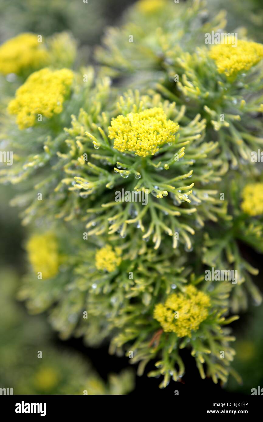 Fauna and flora hi-res stock photography and images - Alamy