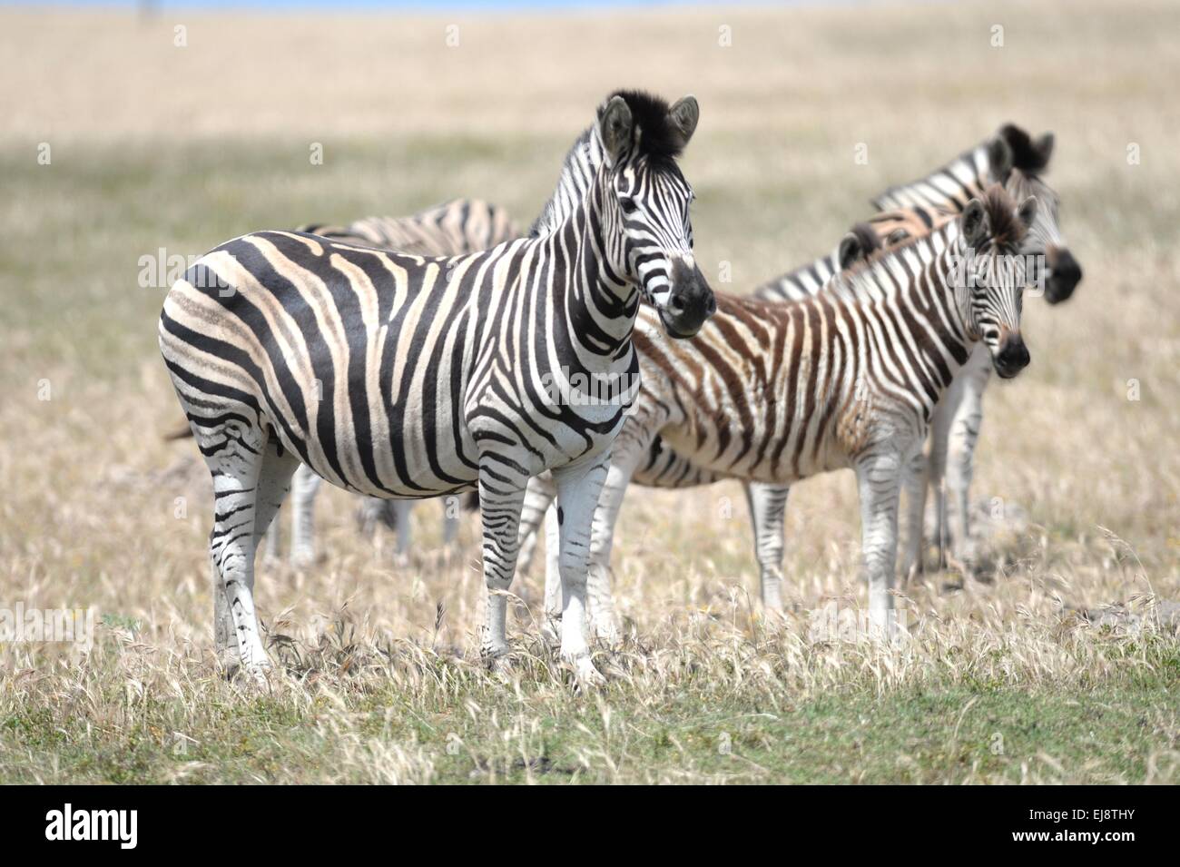 Aggressive zebras hires stock photography and images Alamy