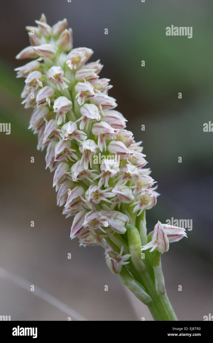 Dense-flowered orchid Stock Photo
