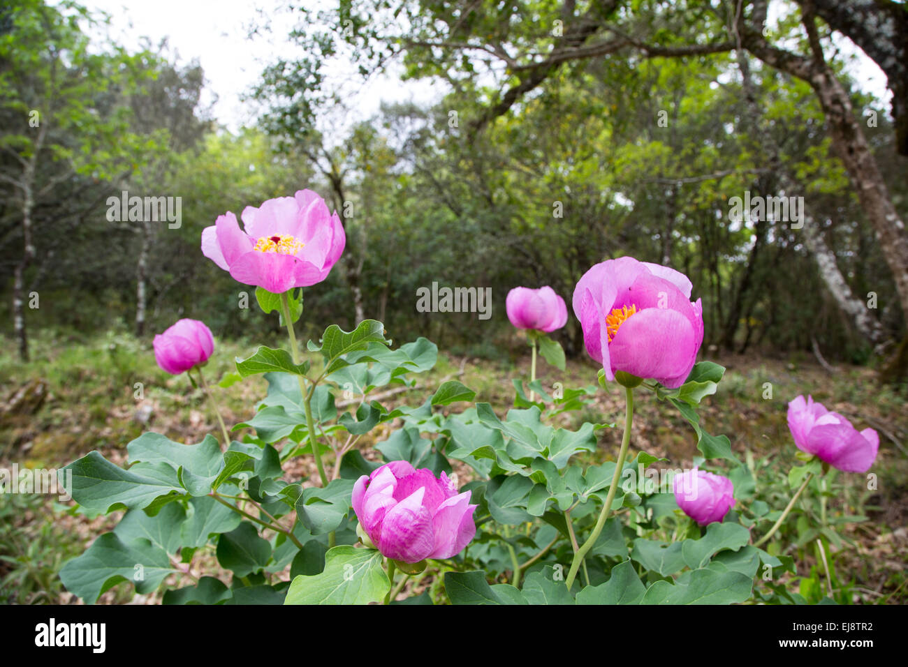 European peony Stock Photo