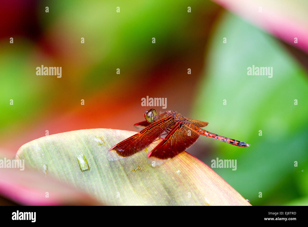 Tropic al dragonfly (Neurothermis terminata) Stock Photo