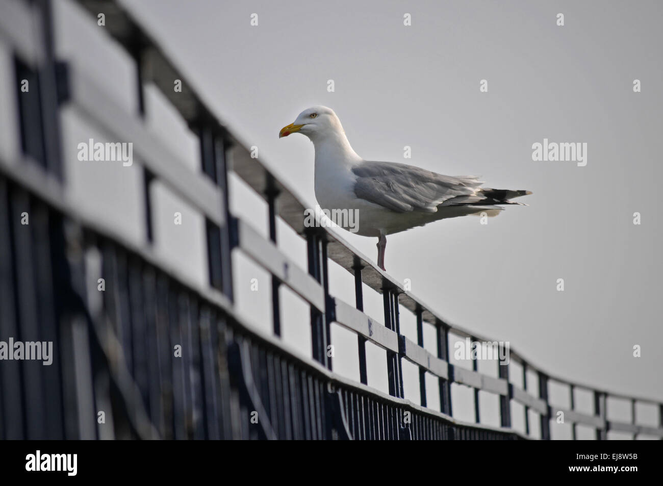 A seagull perched on railings in Falmouth Cornwall Stock Photo