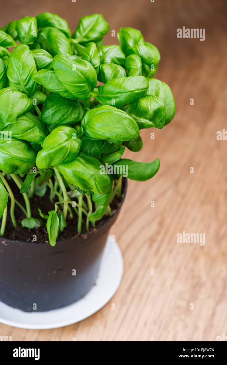 basil herb plant on wooden table Stock Photo