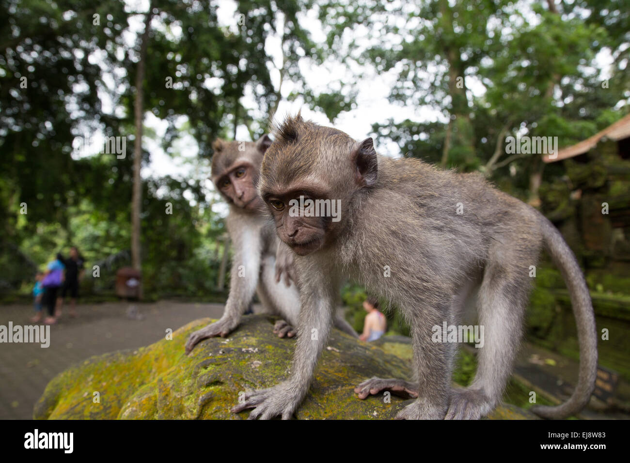 Long tailed macaque hi-res stock photography and images - Alamy
