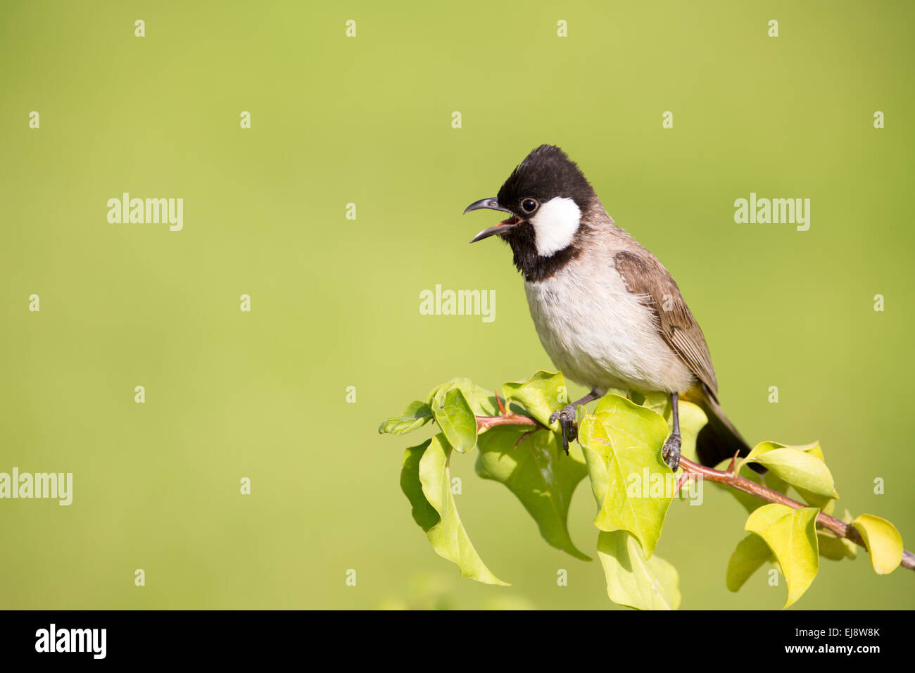 White eared hires stock photography and images Alamy