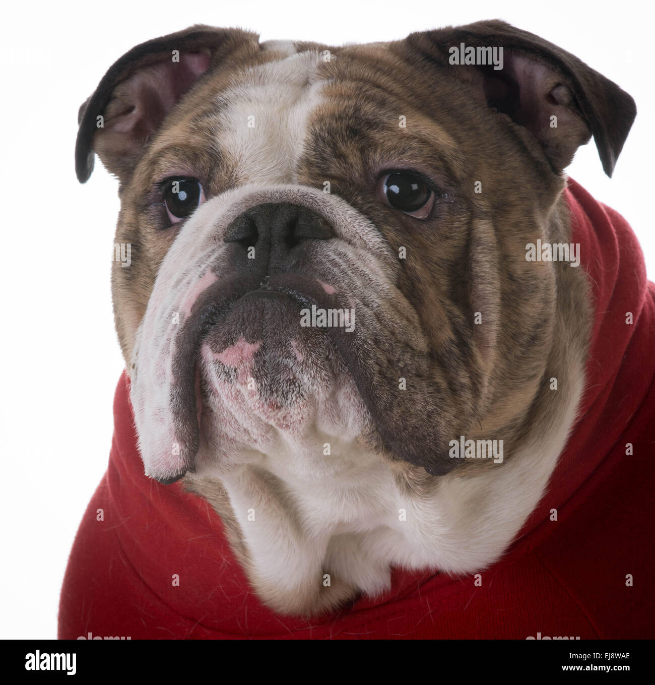 english bulldog portrait on white background Stock Photo - Alamy