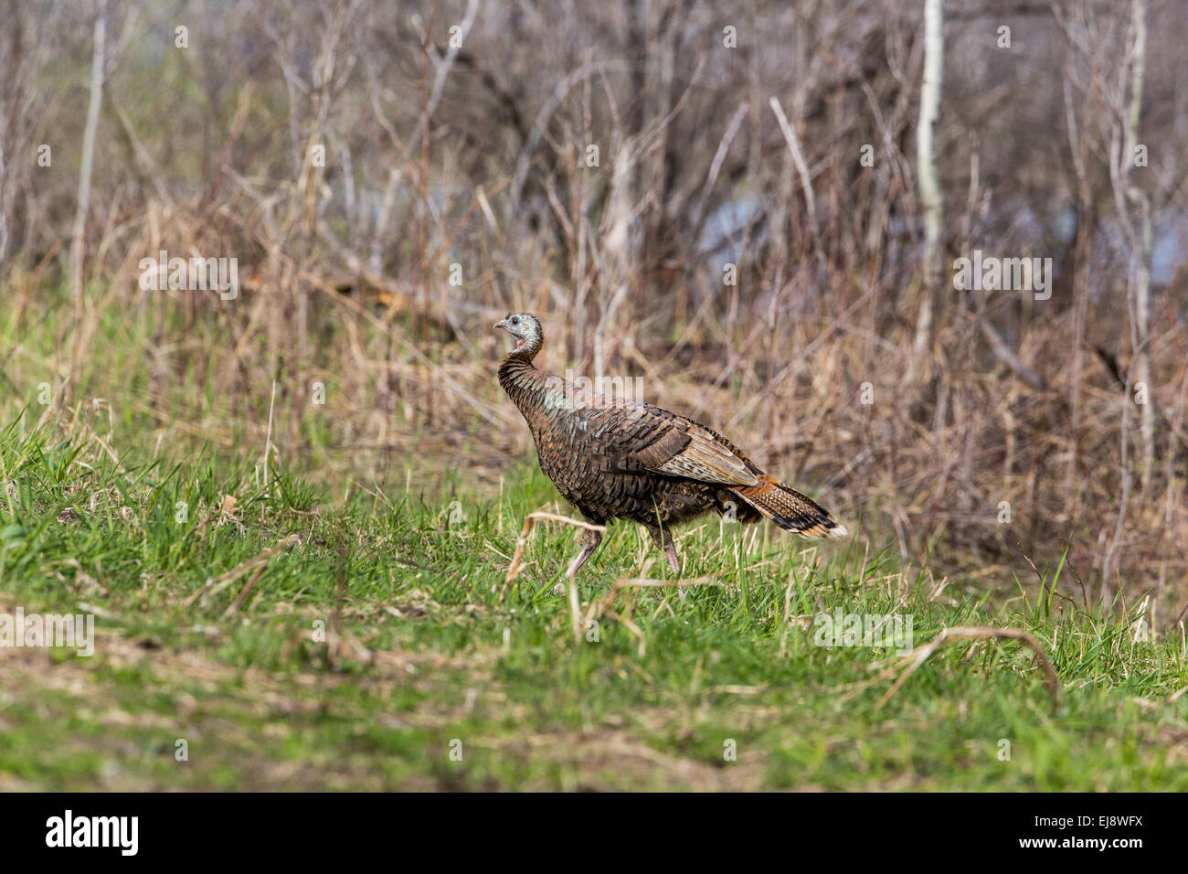 Eastern wild Turkey Stock Photo