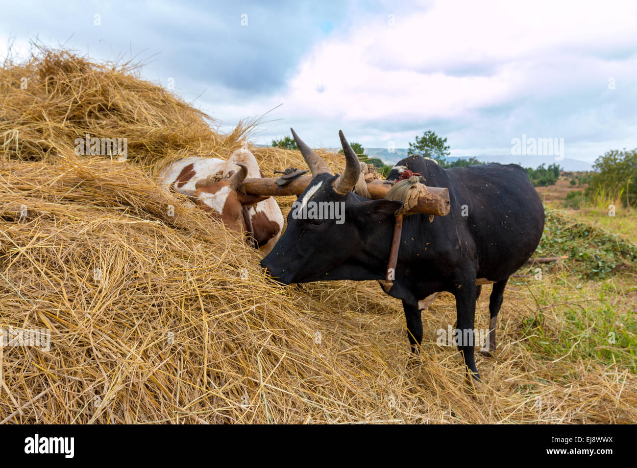 Yoke of oxen Stock Photo