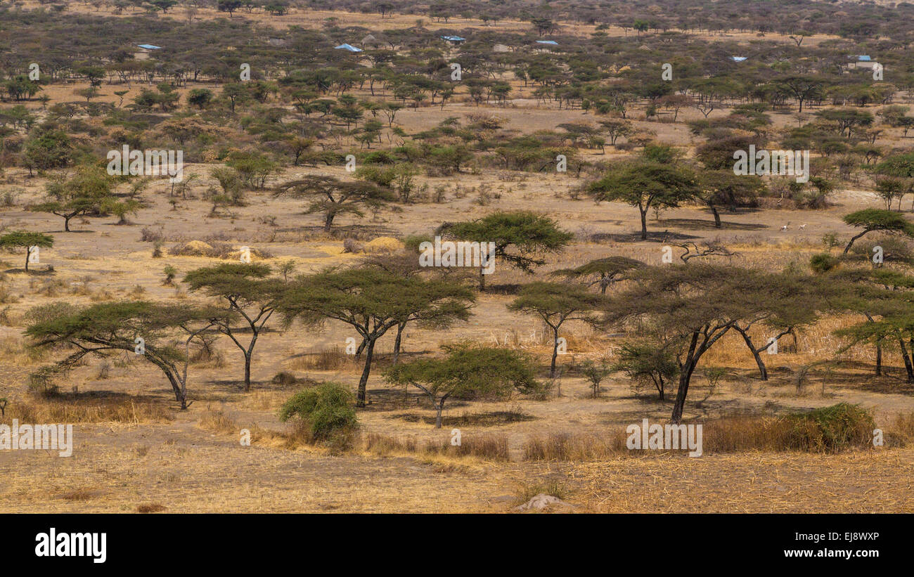 Acacia trees savannah landscape hi-res stock photography and images - Alamy