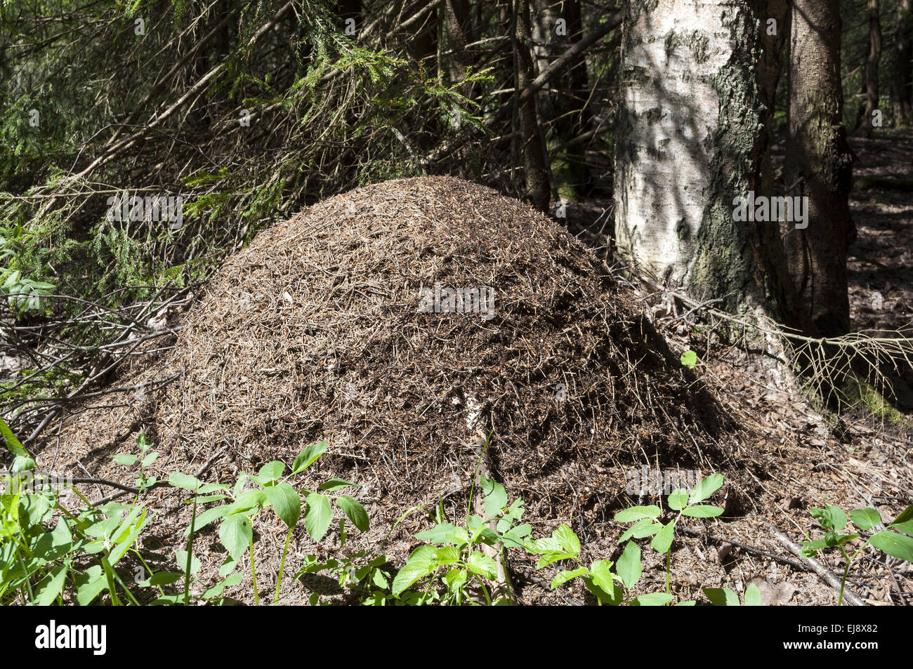 Anthill in the woods Stock Photo