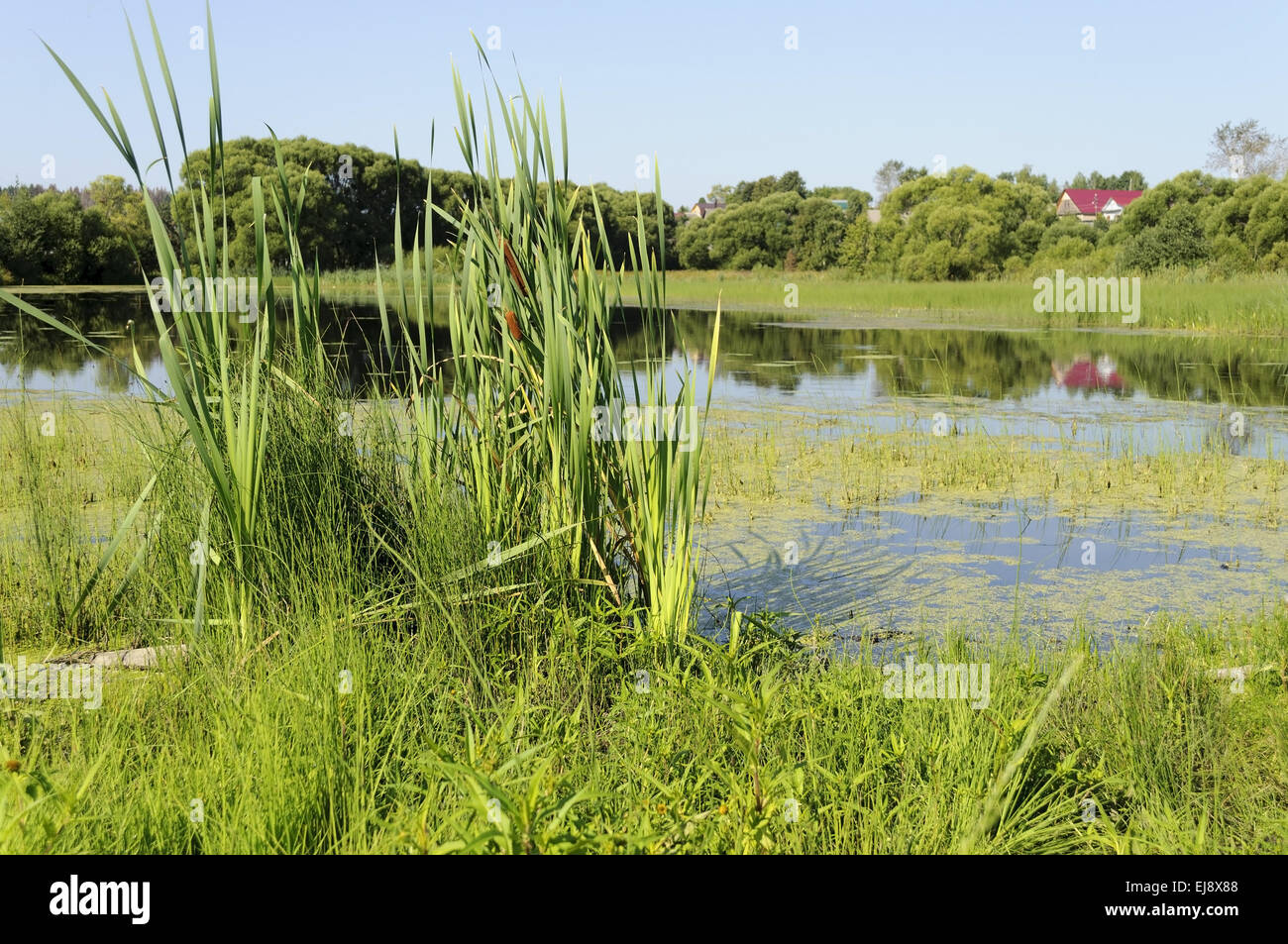 Lake overgrown with duckweed Stock Photo
