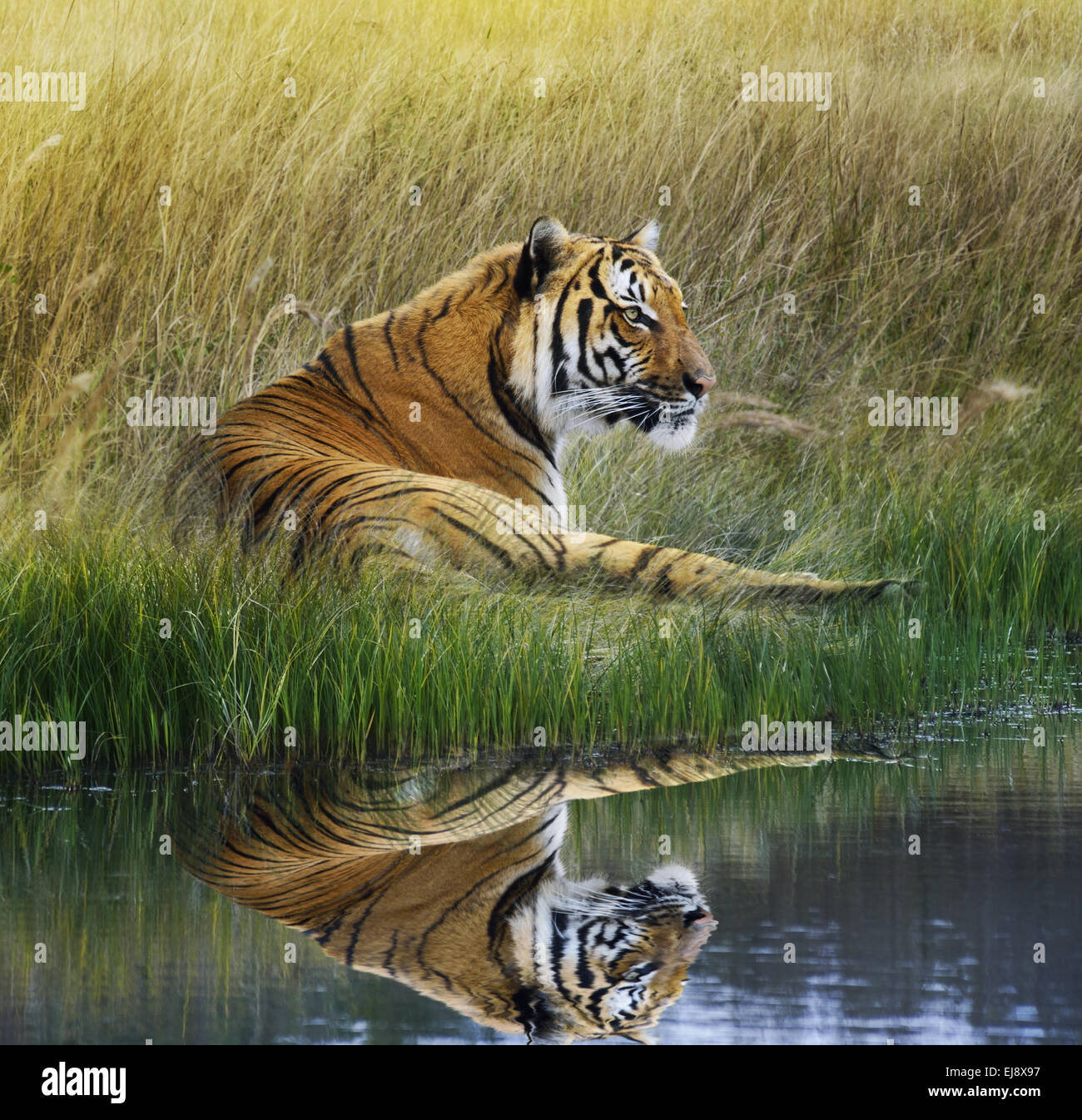 Tiger  On Grassy Bank With Reflection Stock Photo