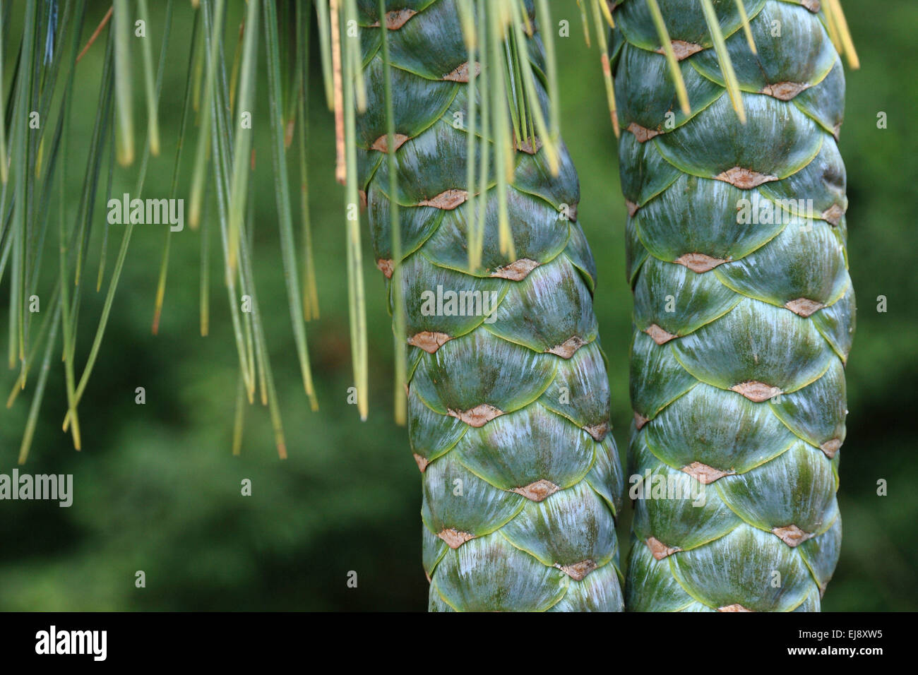 Weymouth pine cone Stock Photo