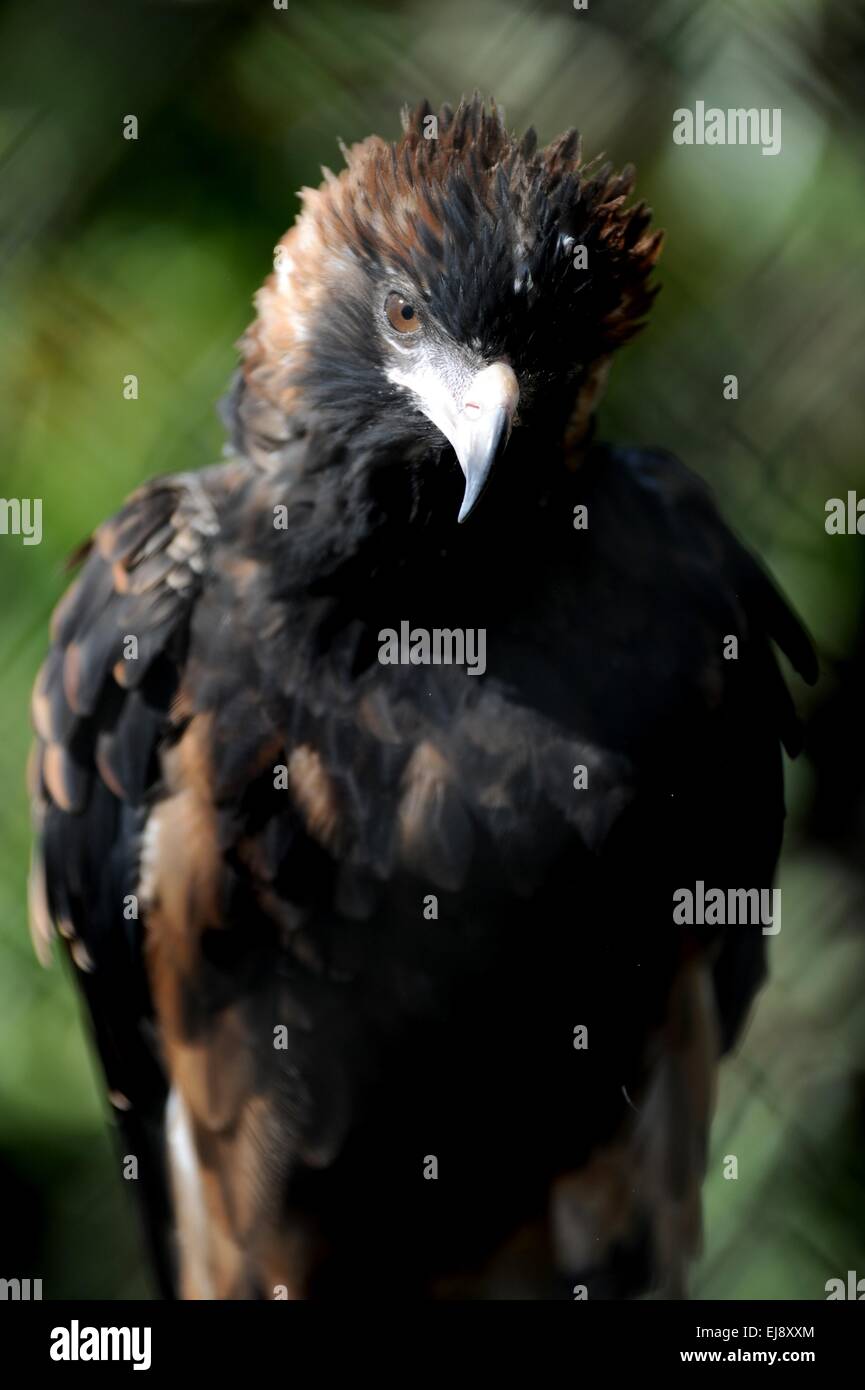 Wedge tailed eagle australia hi-res stock photography and images - Alamy