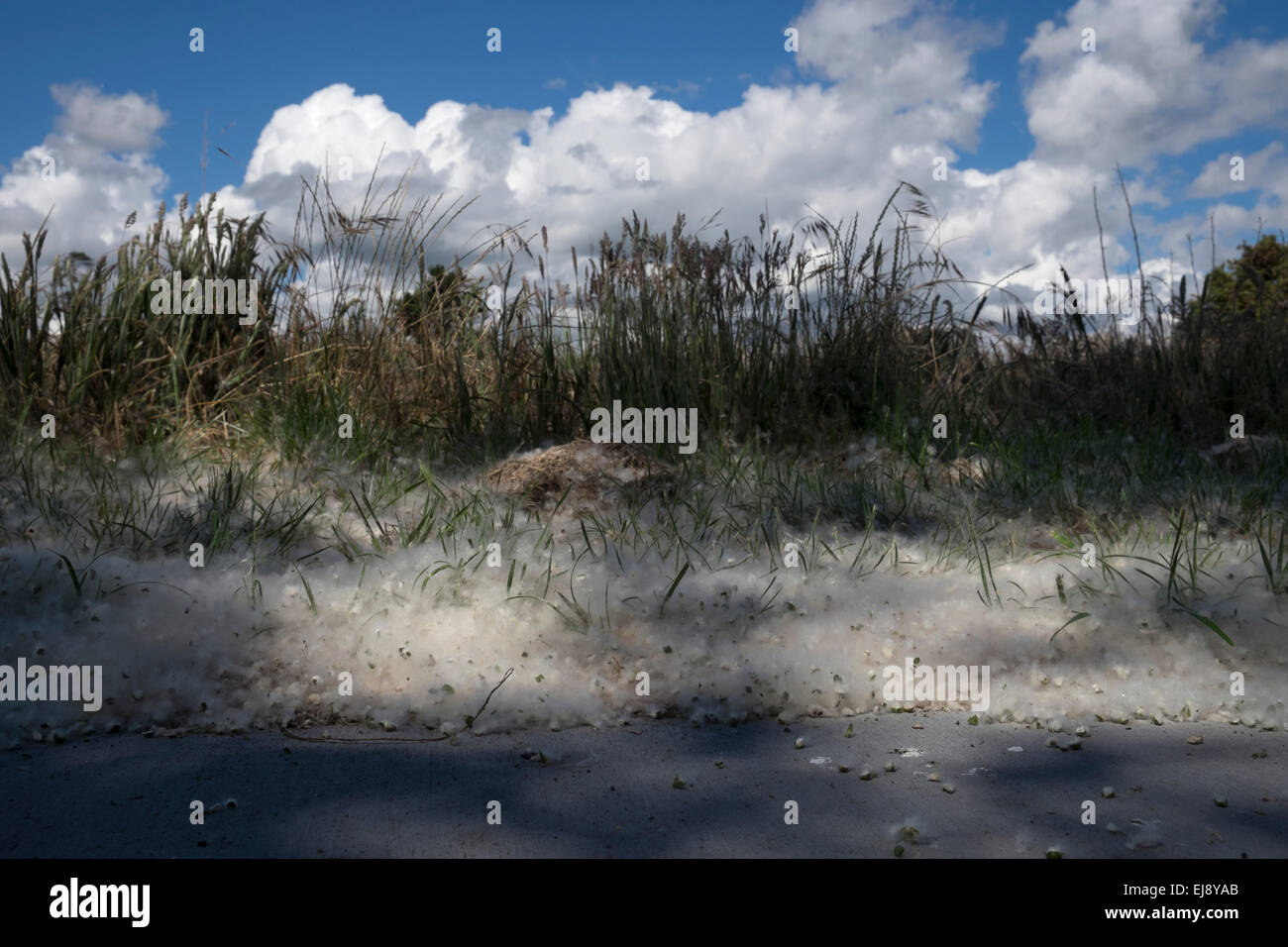 Populus deltoides. Cottonwood tree seeds Taupo, New Zealand Stock Photo Alamy