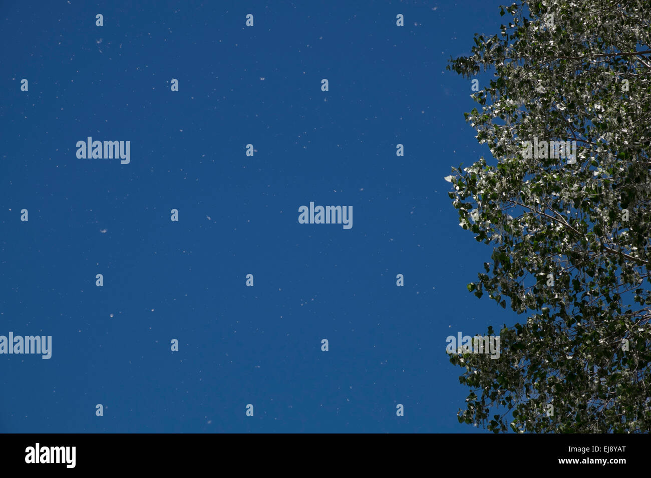 Populus deltoides. Cottonwood tree with seeds being blown off, Taupo