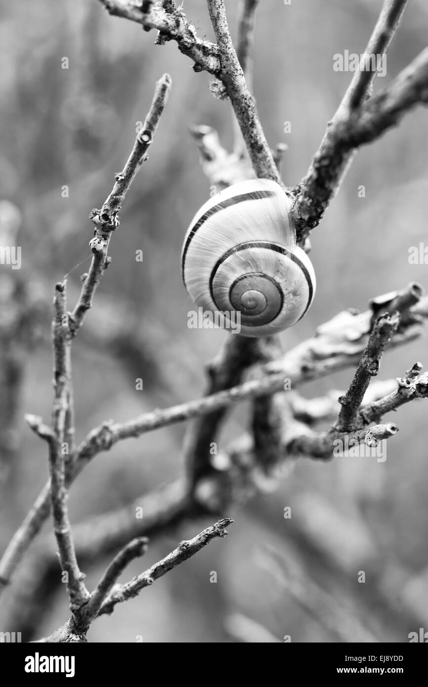 Snail Black and White Stock Photos & Images - Alamy